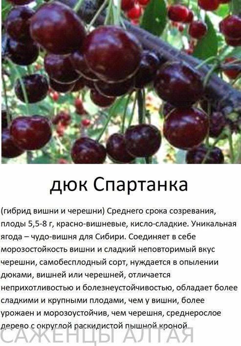 Вишня любская