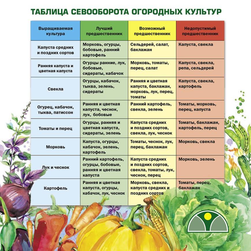 Фацелия как сидерат, когда сеять, как выращивать, собирать семена