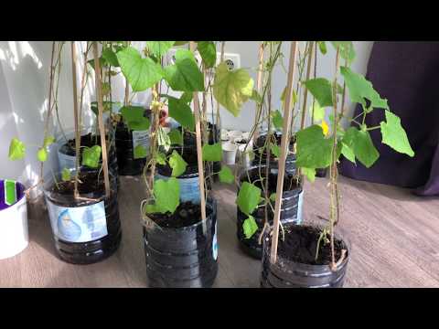 Огурцы на балконе: как посадить и вырастить самоопыляемые сорта в домашних условиях