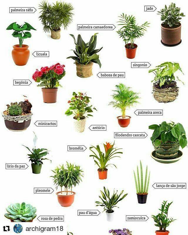 Срочно заведите эти комнатные растения. они самые полезные для здоровья - ria-m.tv