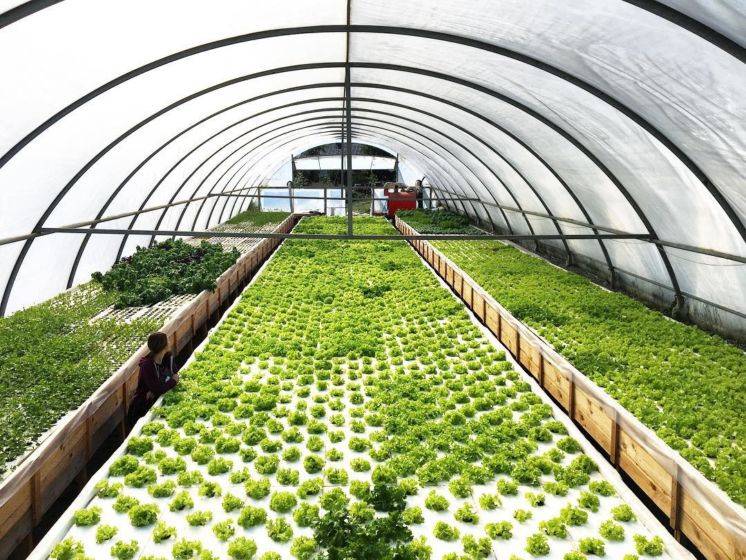 Выращивание зелени на продажу в домашних условиях как бизнес