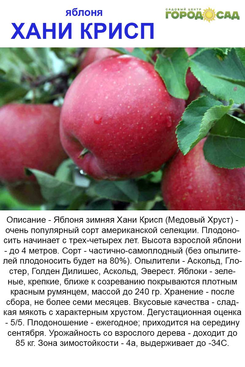 Описание сорта яблони хоней крисп: фото яблок, важные характеристики, урожайность с дерева
