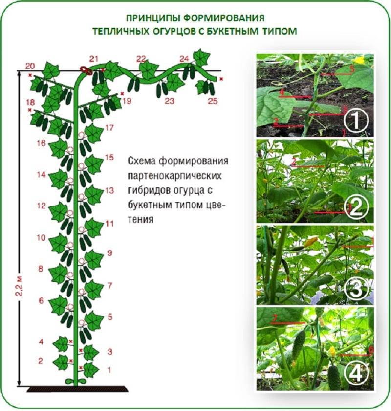 Обрезка огурцов в теплице для начинающих схема и описание фото пошагово