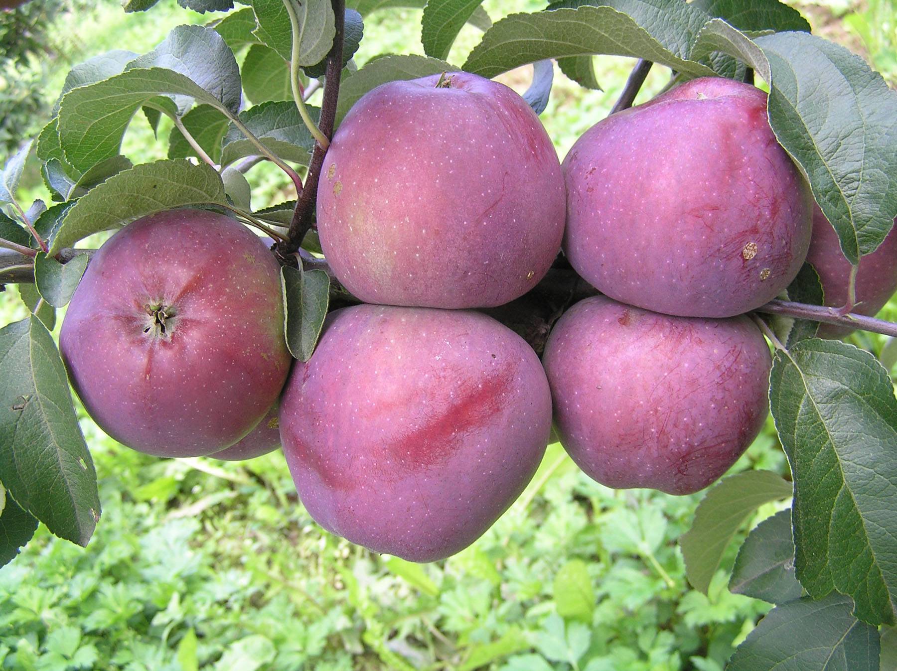 Яблони для подмосковья - лучшие сорта: ранние, зимние, летние, осенние, карликовые, самоплодные