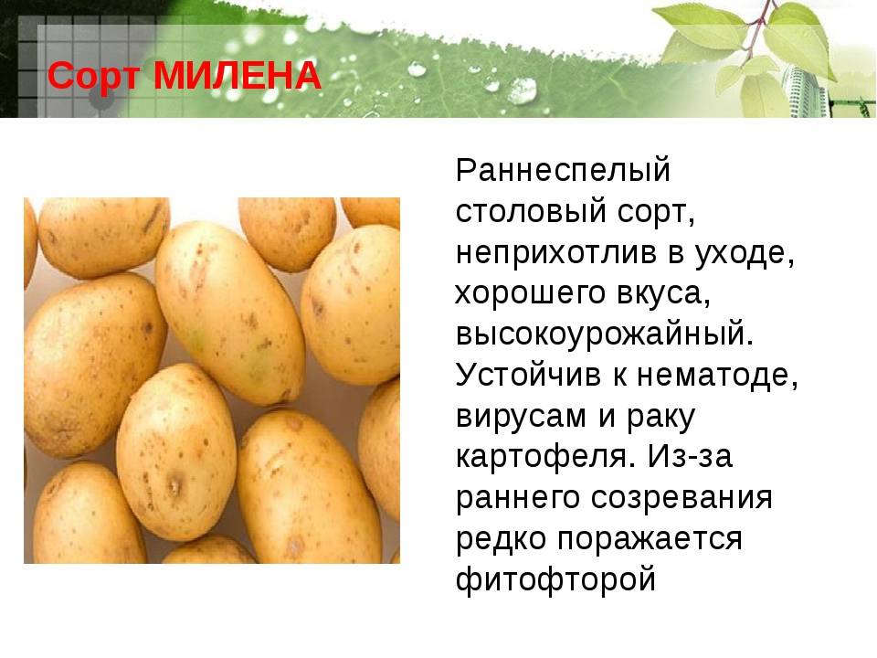 Выращиваем Лапоть – народный картофель
