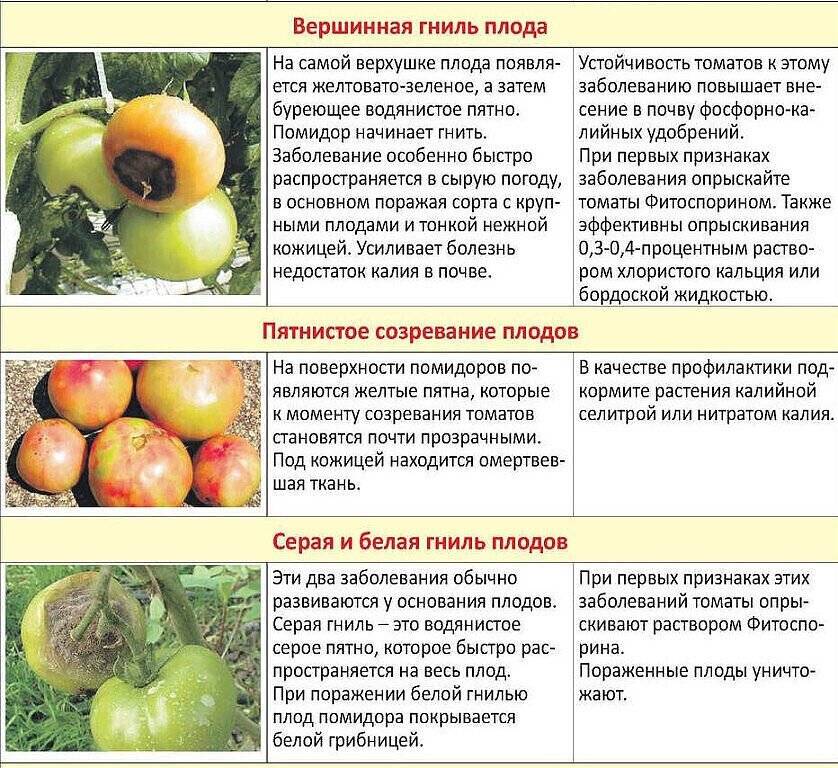 Эффективная борьба с фитофторой на помидорах в теплице: 3 метода