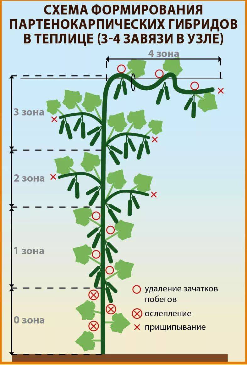 Схема прищипывания помидор