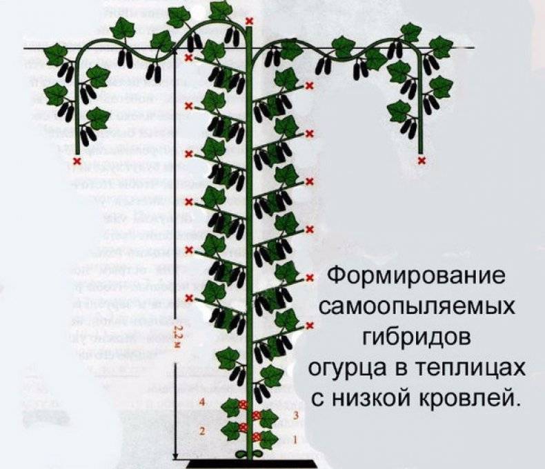 Как сформировать куст огурца в теплице правильно