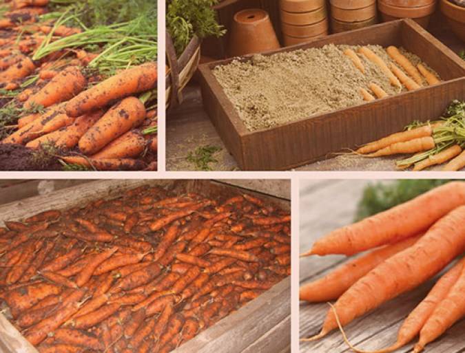 Где и как можно сохранить морковь на зиму в домашних условиях в квартире?