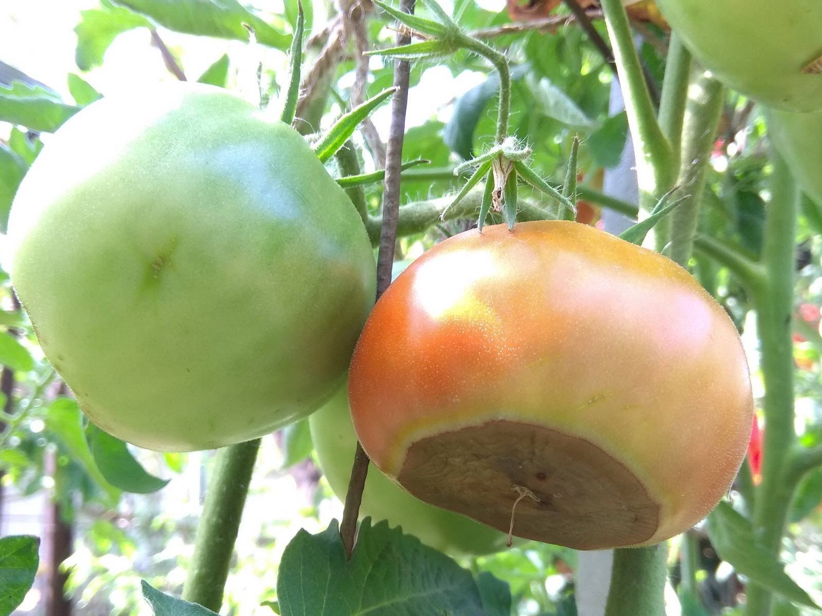 Вершинная гниль томатов – спасаем урожай (признаки и лечение)
вершинная гниль томатов – спасаем урожай (признаки и лечение)
