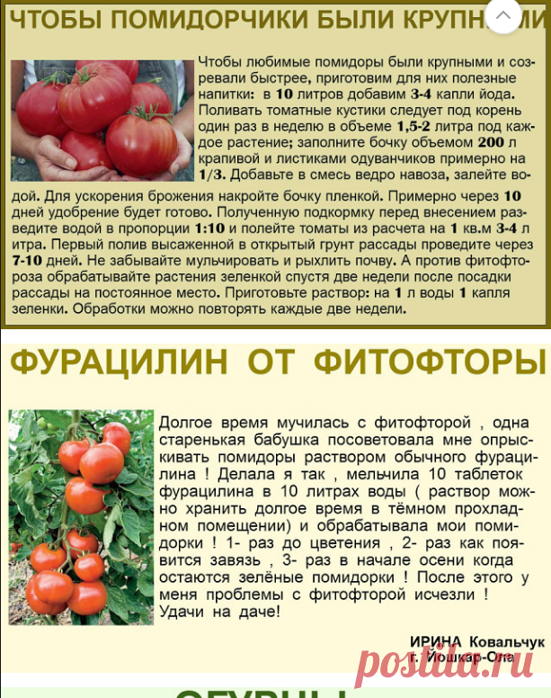 Не краснеют помидоры в теплице, что делать и почему так происходит