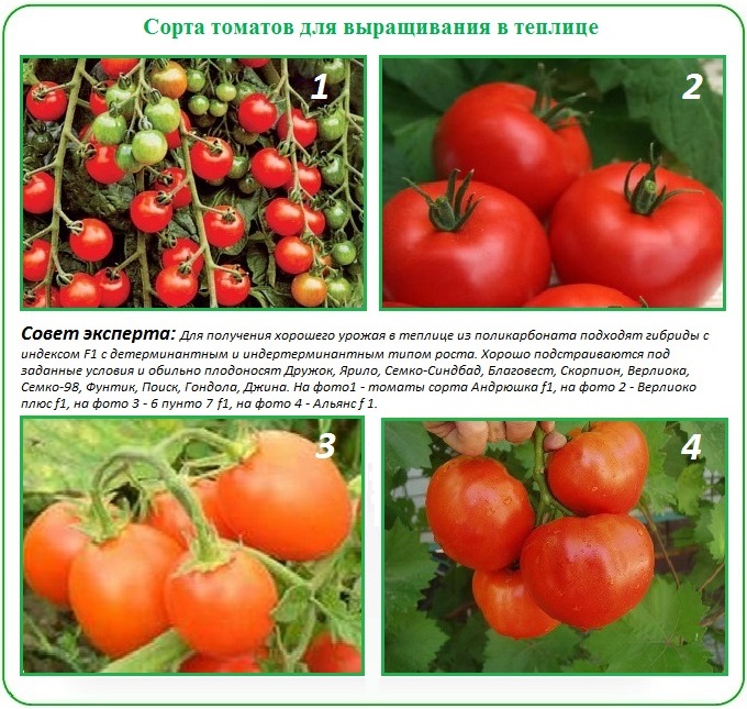 Лучшие сорта томатов черри: обзор помидоров с описанием и фото