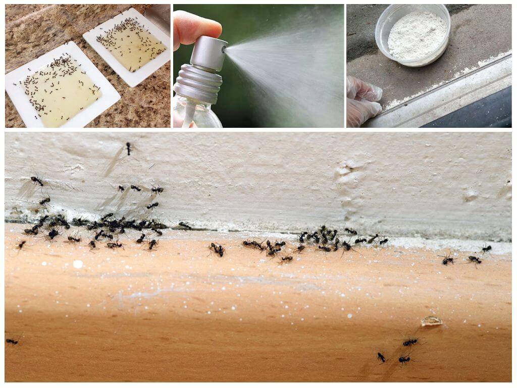 Рыжие муравьи в квартире, как от них избавиться - топ лучших средств