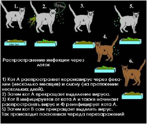 Профилактика коронавируса covid-19 – как не заболеть коронавирусом