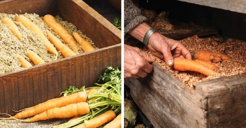 Как хранить морковь: лучшие сорта и условия для хранения