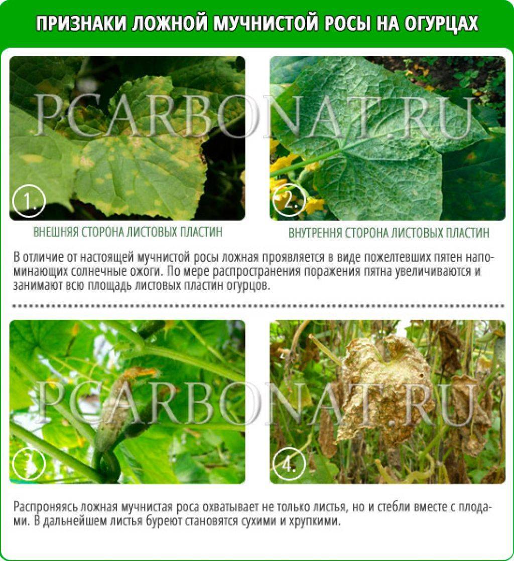 Болезни листьев огурцов описание с фотографиями и способы лечения