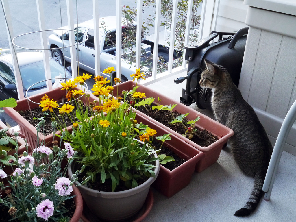 Какие цветы посадить на балконе, чтобы цвели все лето?