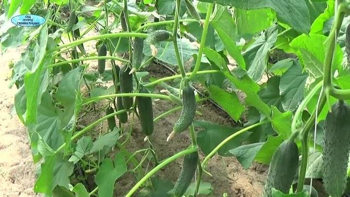 Выращивание огурцов в теплице, уход и подкормки