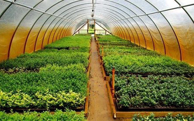 Бизнес-план теплицы: рентабельность тепличного хозяйства, выращивание выгодное, продажа круглогодичная и зимняя