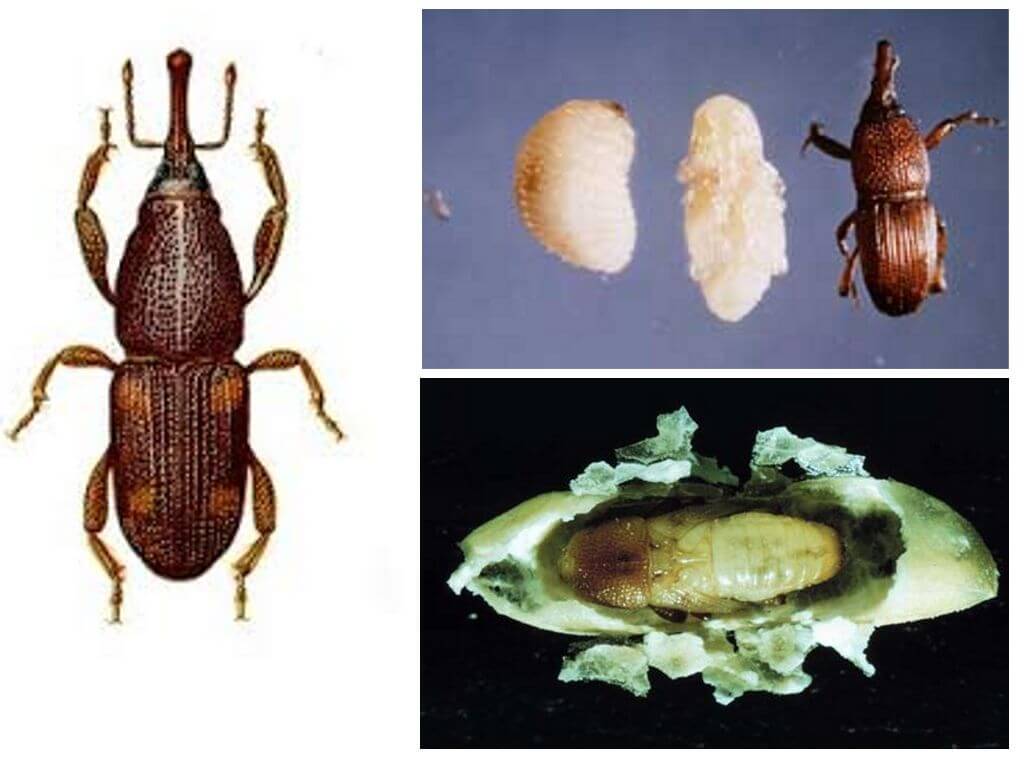 Личинка долгоносика фото и описание