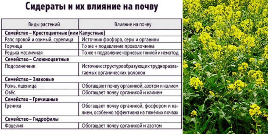 Какие сидераты лучше сеять в теплице осенью