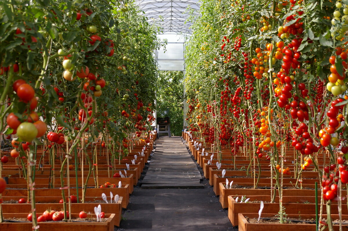 Будут ли расти помидоры. Томат Мерлис в промышленной теплице. Теплица с помидорами. Парник для томатов. Томаты в оранжерее.