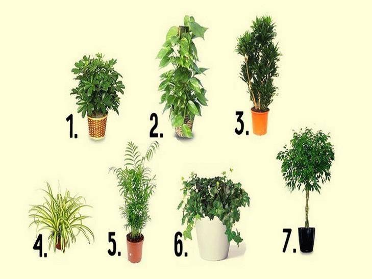 Топ 10 комнатных растений, энергетических магнитов, которые должны быть в каждом доме