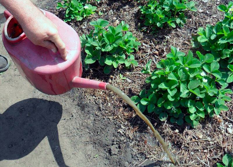 Правильный полив растений. правильный полив садово-огородных культур