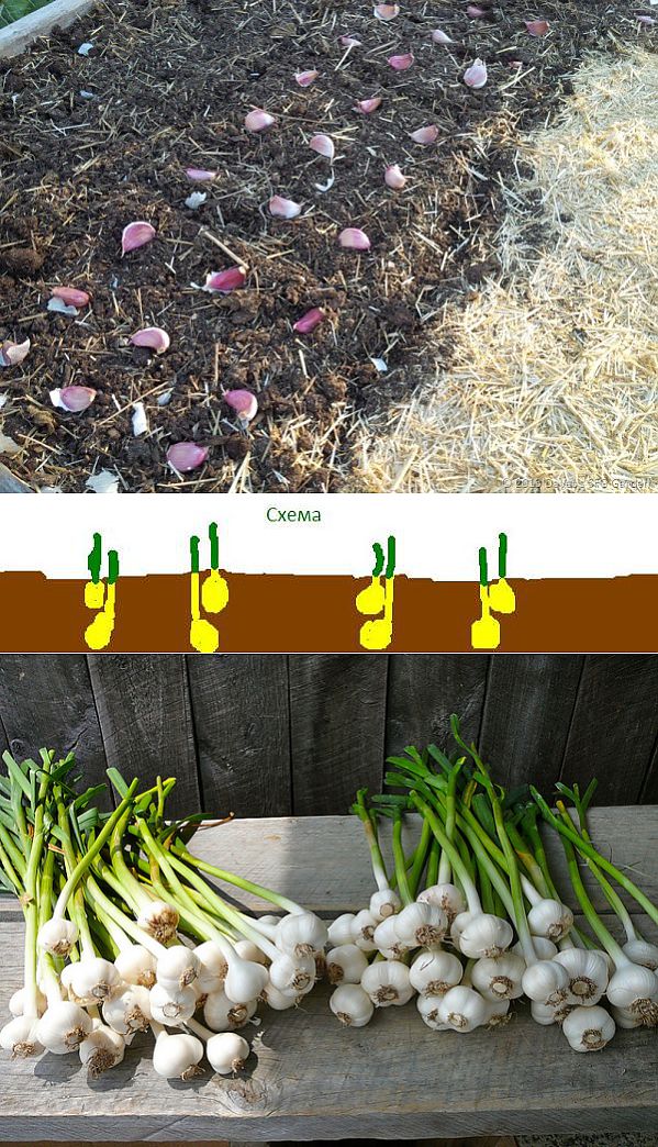 Выращивание огурцов в теплице зимой: секреты хорошего урожая, технологии - освещение, методы, способы посадки