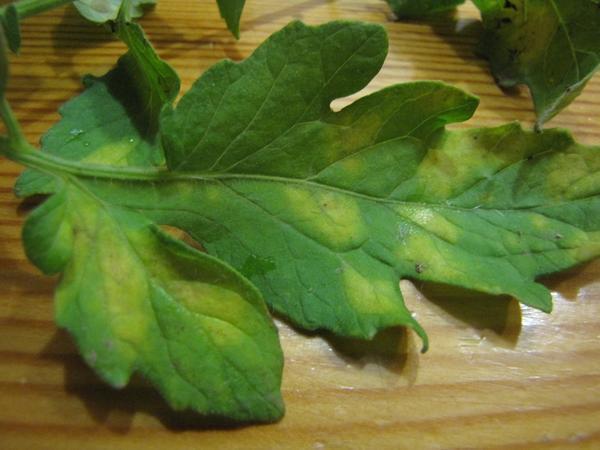 Болезни листьев у помидоров: описания с фото, лечение