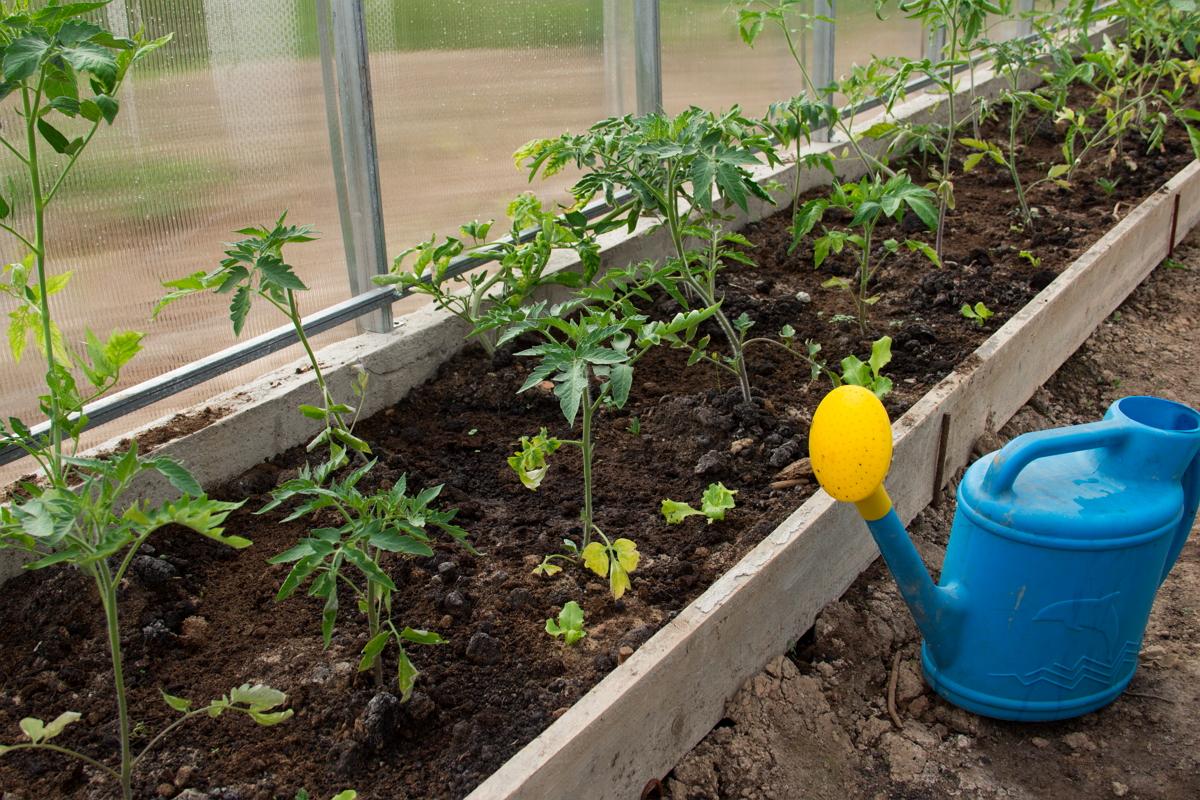 Соблюдаем правила посадки томатов в теплице и после собираем урожай ведрами