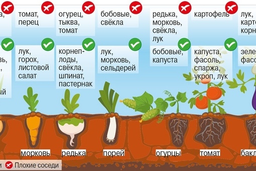 Какие овощи посадить в теплице из поликарбоната?