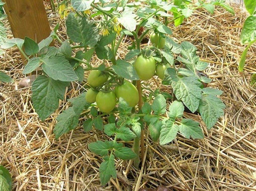 Мульчирование томатов в теплице, как получить большой урожай помидоров