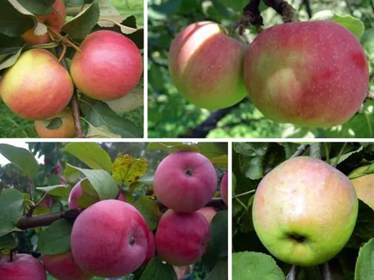 Лучшие сорта яблонь для черноземья с фото и описанием