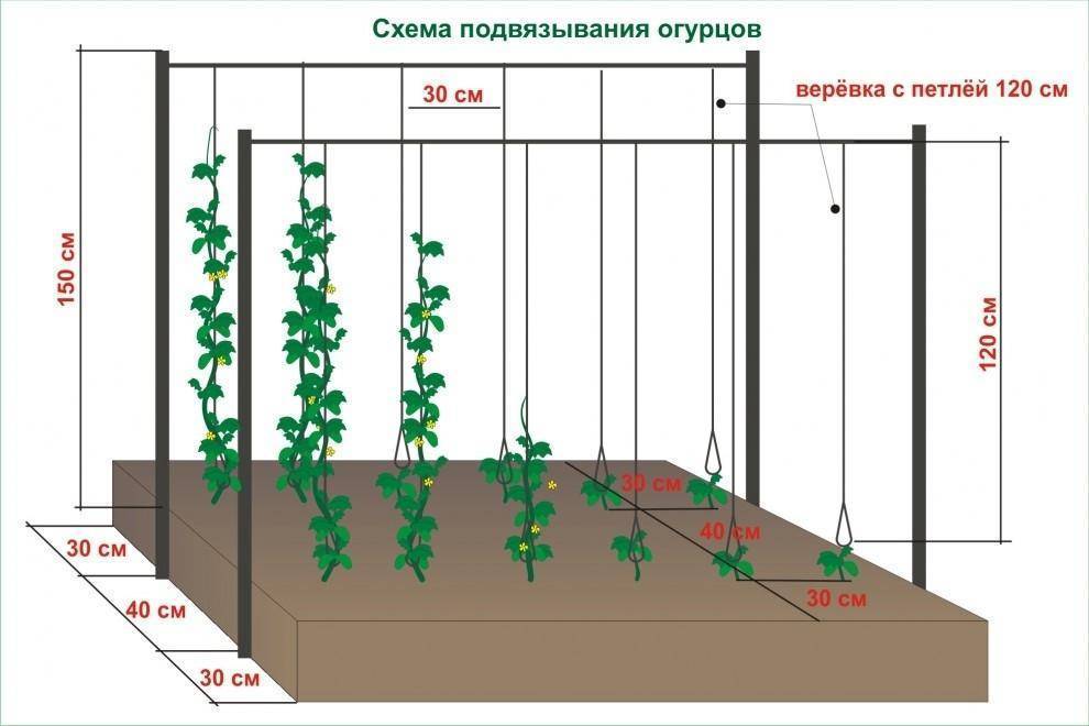 Огурцы схема посадки в теплице как правильно