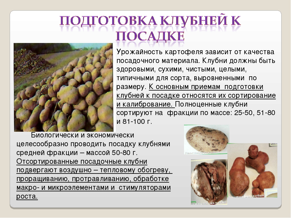 Выращивание картофеля на просторах россии
