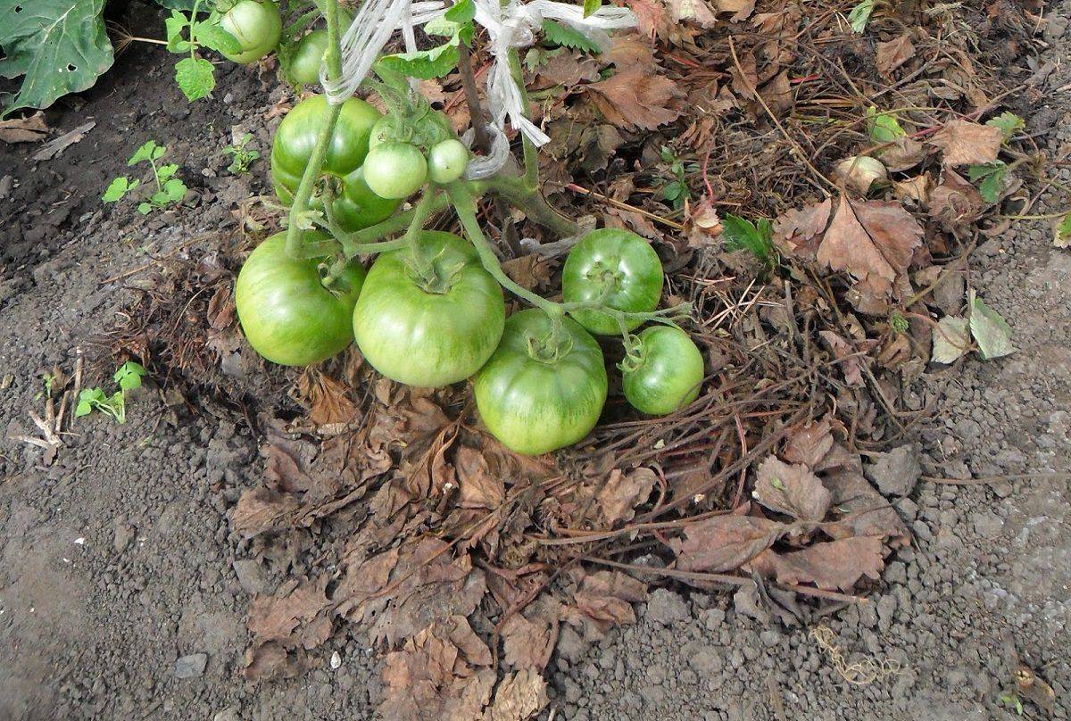 Чем и как лучше проводить мульчирование томатов в открытом грунте и теплице