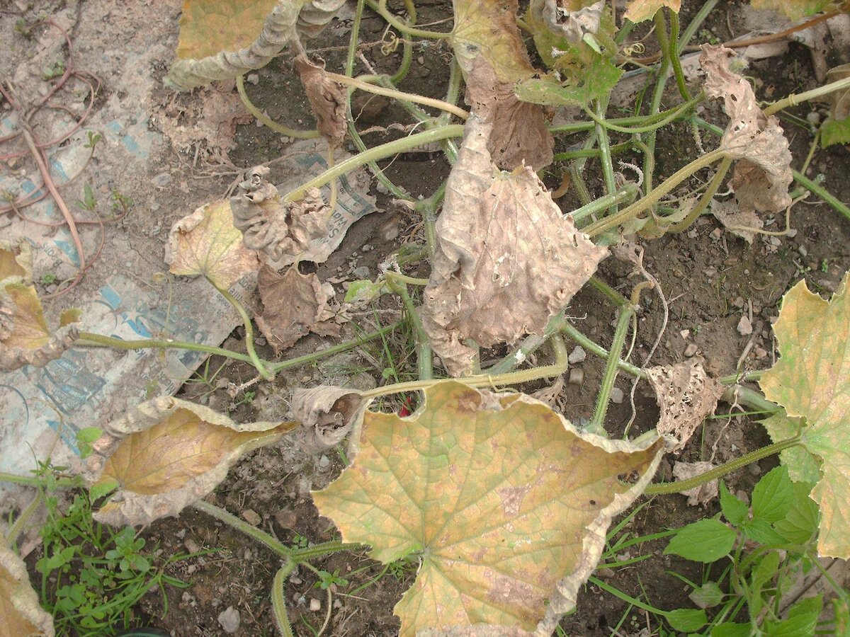 Почему вянут листья на огурцах в теплице и можно ли их спасти