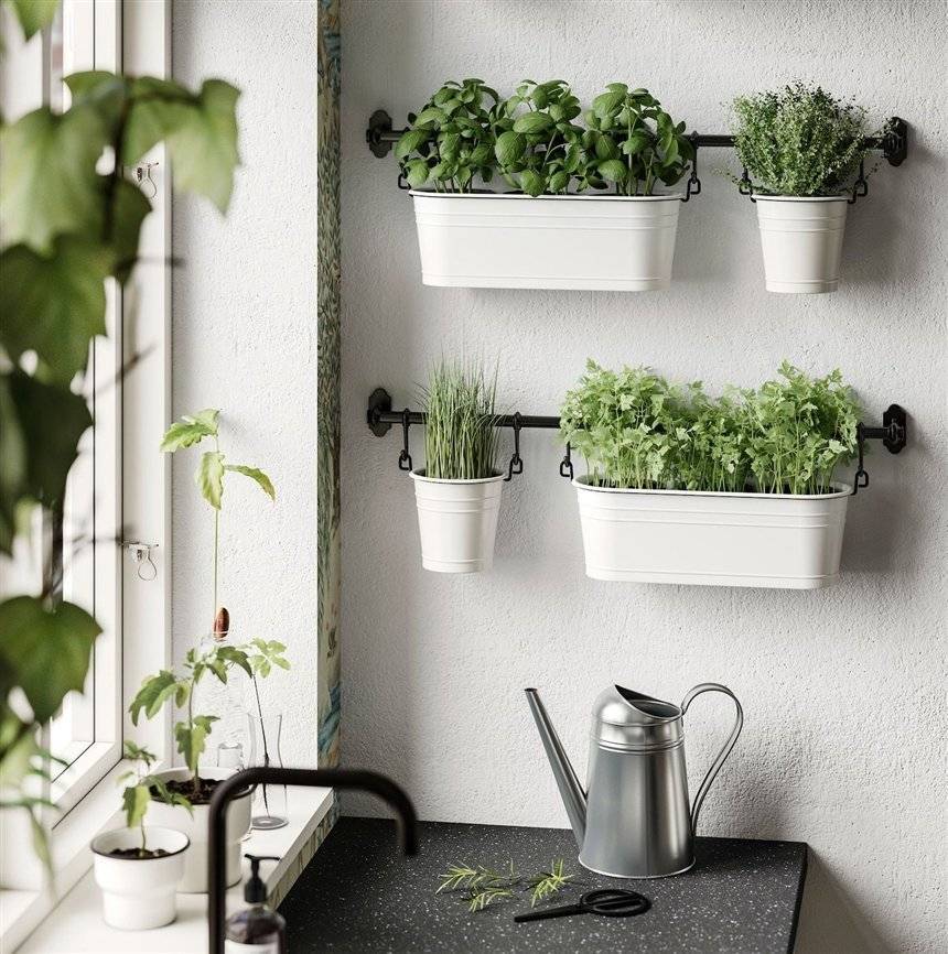 Комнатные растения для кухни (42 фото): как выбрать неприхотливые цветы своими руками, инструкция, фото и видео-уроки