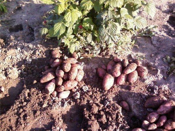 Картофель «лапоть»: описание сорта, фото, отзывы, урожайность