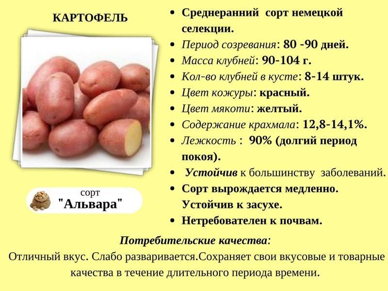 Картофель любава: описание сорта, фото, отзывы