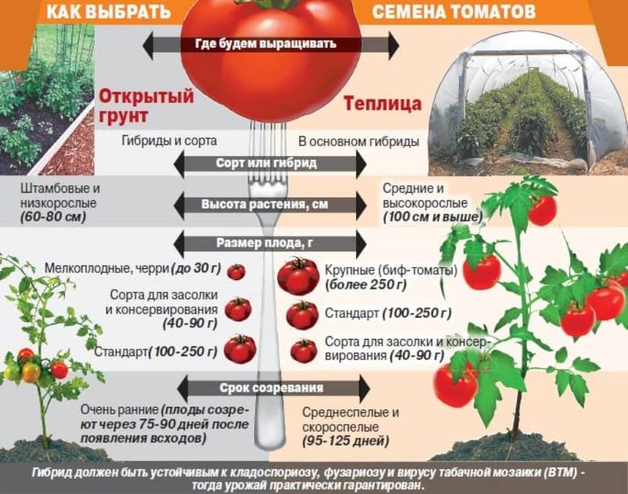 Рассаду помидор в теплицу как правильно и когда высаживать в 2022 году