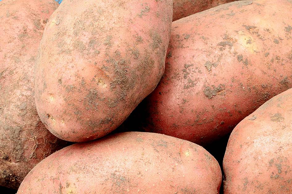 Картофель лапоть – описание сорта, фото, отзывы