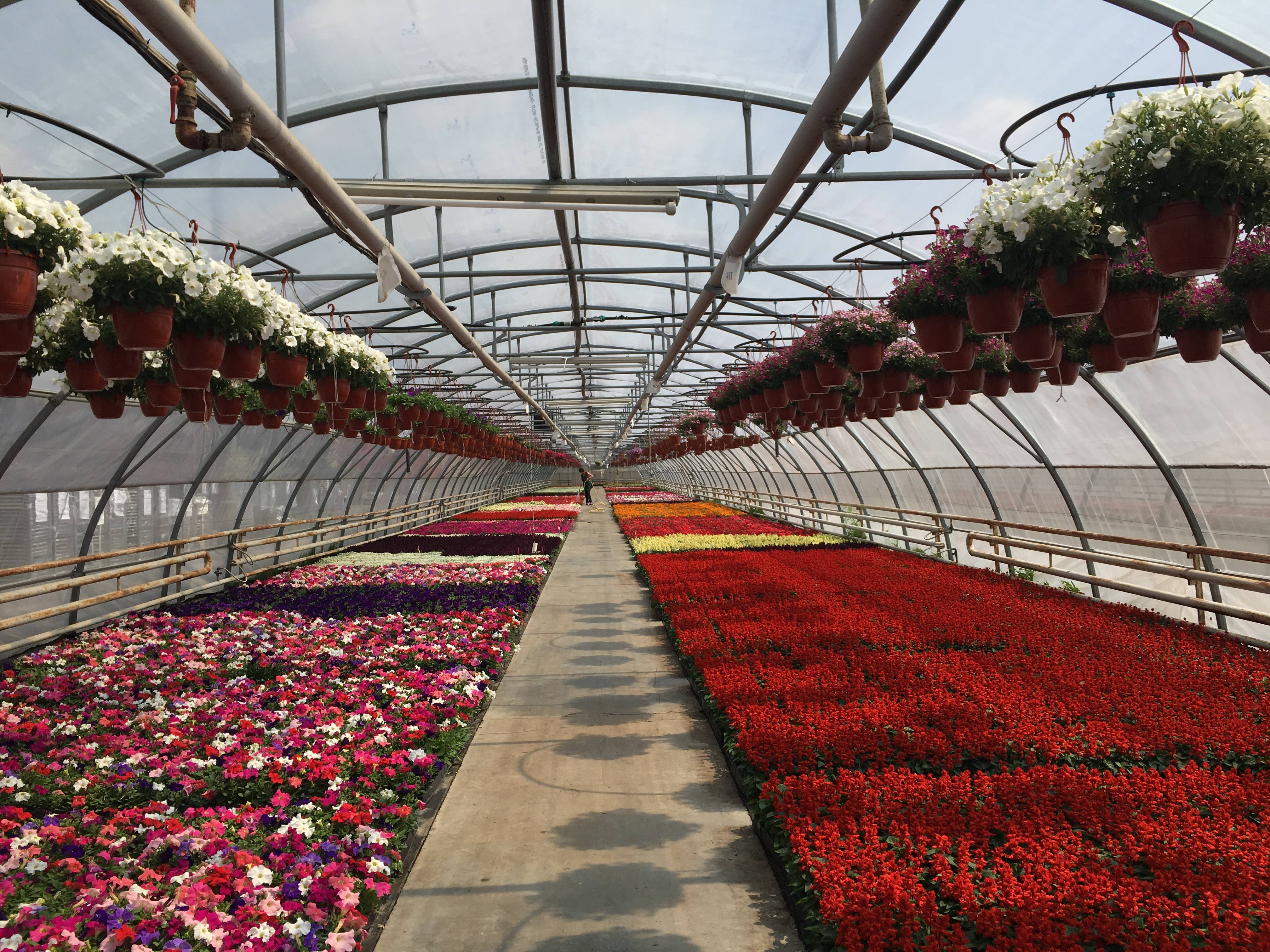 Особенности выращивания роз - фермеры россии