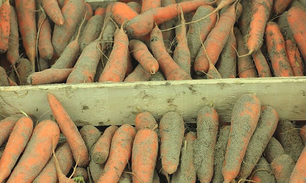 Как правильно хранить морковь? в погребе. в домашних условиях зимой. фото — ботаничка