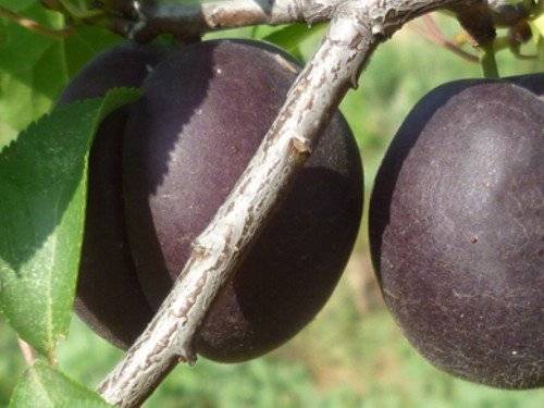 Чёрный принц — один из лучших сортов черноплодного абрикоса
