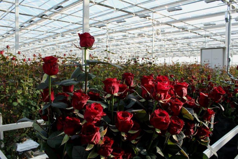 Розы в теплице: выращивание, выбор теплицы, лучшие сорта, посадка и уход, полив, подкормка, обрезка, болезни и вредители