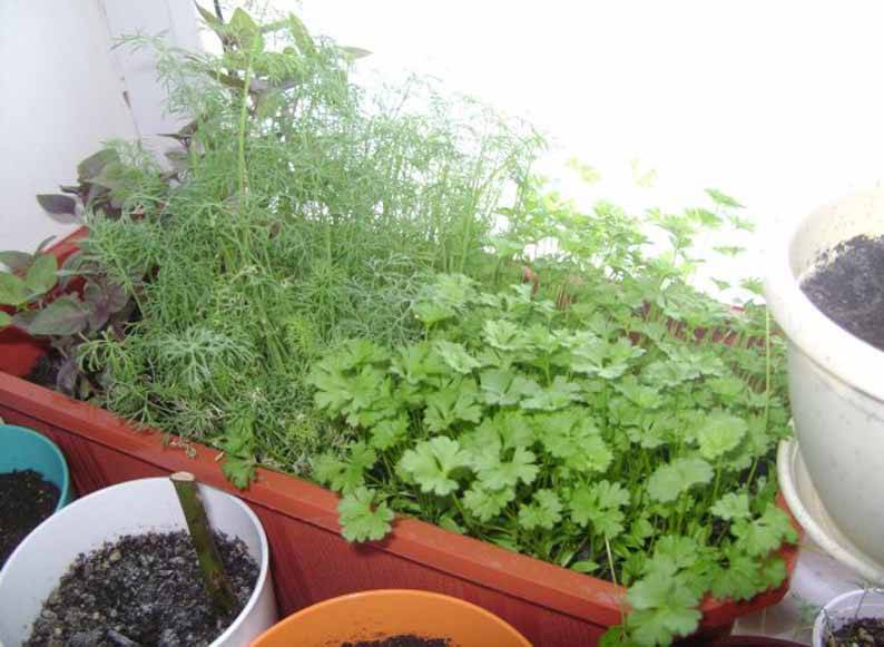 Выращивание зелени в домашних условиях (зимой и летом)