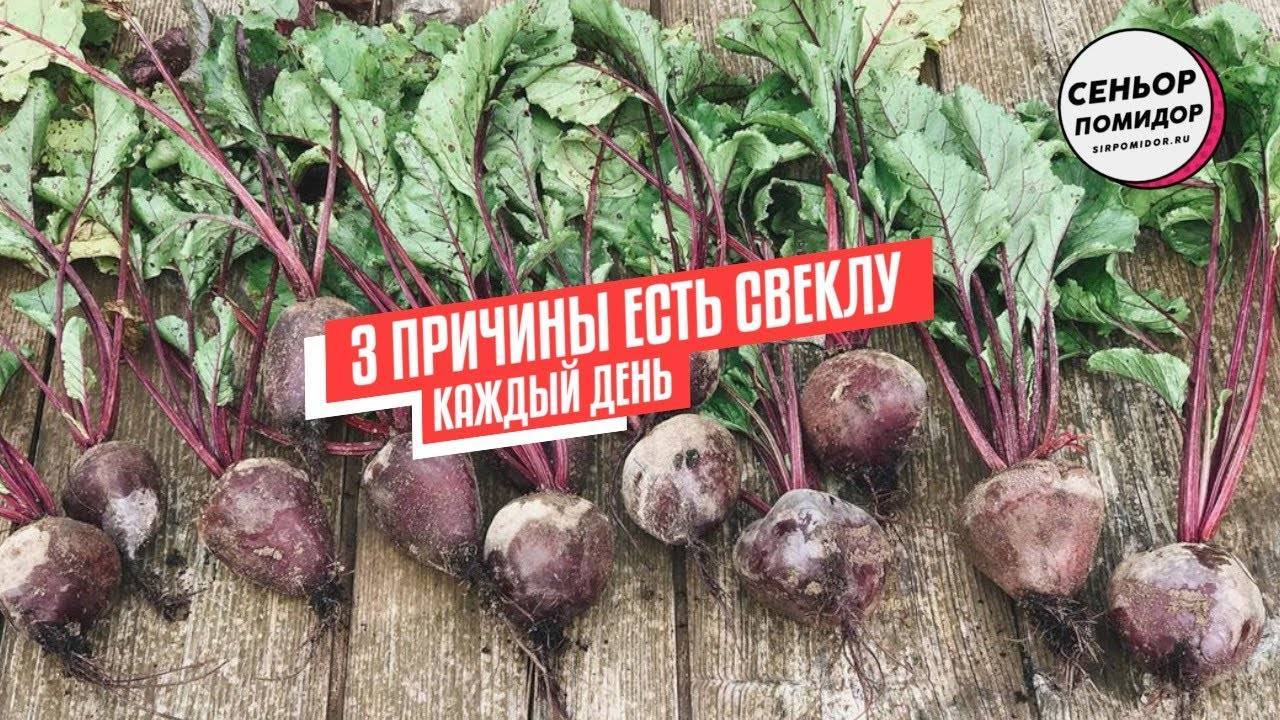 Польза и вред свеклы для здоровья человека: кому можно и нельзя есть этот овощ