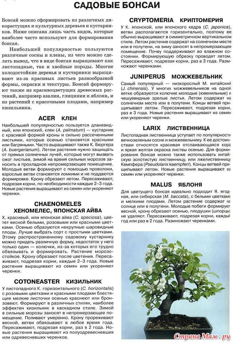 Бонсай дерево: уход и выращивание в домашних условиях